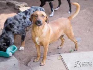 Cachorro raça viralatinha idade 1 ano nome Pelego