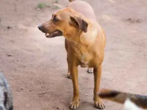 Cachorro raça viralatinha idade 1 ano nome Bolinho