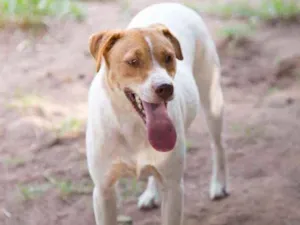 Cachorro raça viralatinha idade 1 ano nome Cremoso