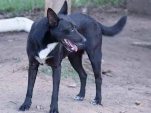 Cachorro raça viralatinha idade 1 ano nome Lobinho