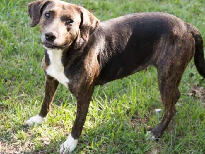 Cachorro ra a viralatinha idade 1 ano nome Mancha Branca