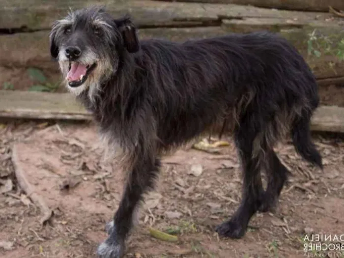 Cachorro ra a viralatinha idade 1 ano nome Banzé