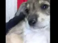 Lilica