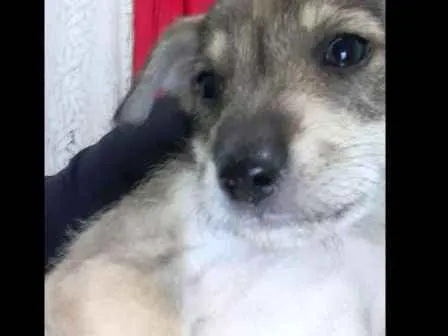 Cachorro raça Vira lata  idade Abaixo de 2 meses nome Lilica