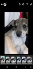 Lilica