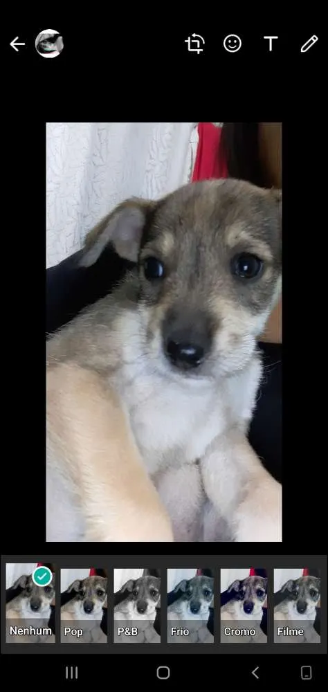 Cachorro raça Vira lata  idade Abaixo de 2 meses nome Lilica