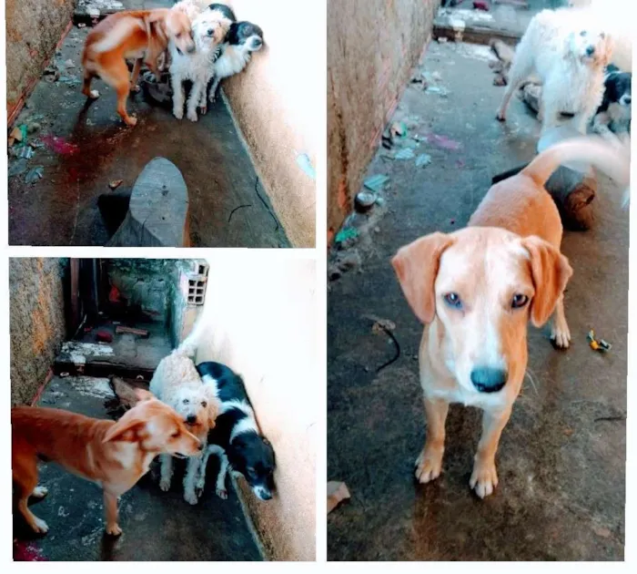 Cachorro ra a Não definida idade 2 anos nome Chico