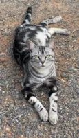 Félix 