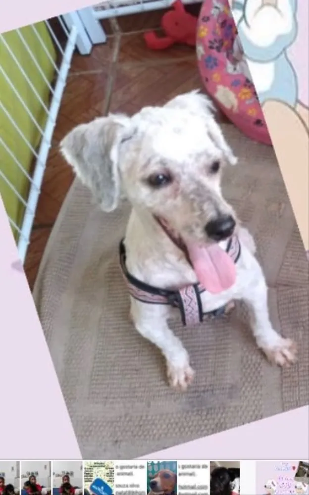 Cachorro ra a Poodle  idade 1 ano nome Sofia 