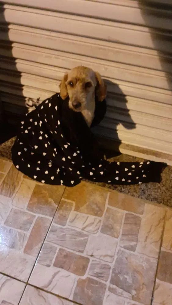 Cachorro ra a Sem raça definida  idade 2 a 6 meses nome Não Sei