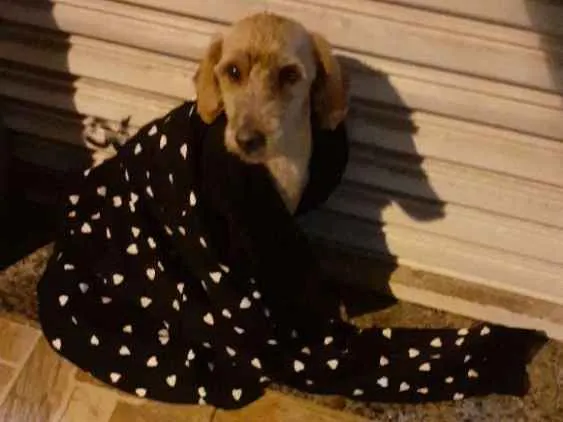 Cachorro ra a Sem raça definida  idade 2 a 6 meses nome Não Sei