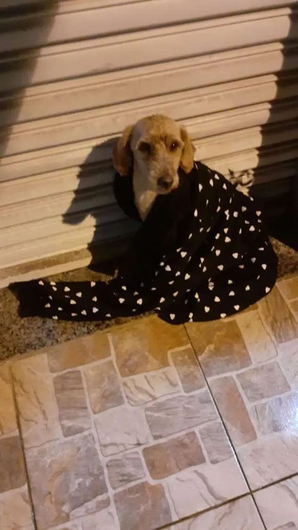 Cachorro ra a Sem raça definida  idade 2 a 6 meses nome Não Sei