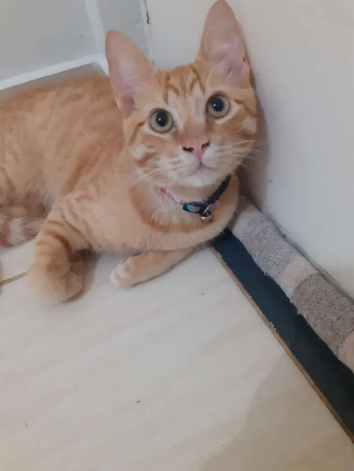Gato raça Vira lata idade 2 a 6 meses nome Vida