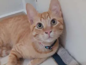 Gato raça Vira lata idade 2 a 6 meses nome Vida