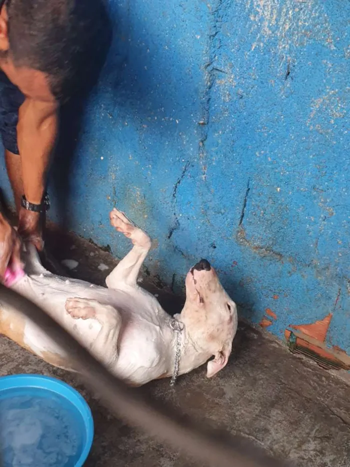 Cachorro raça Bull Terrier  idade 1 ano nome Atena 
