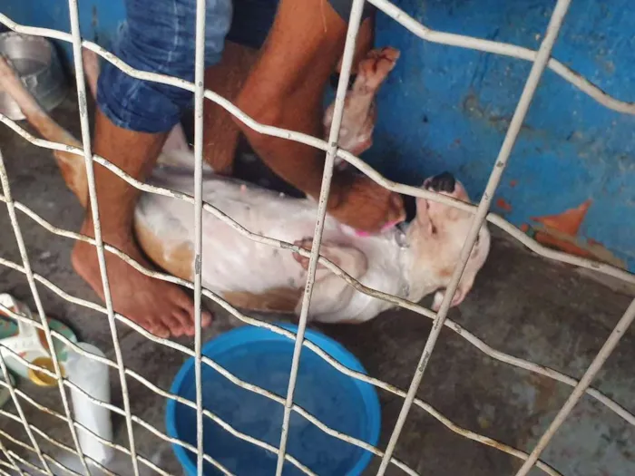 Cachorro raça Bull Terrier  idade 1 ano nome Atena 