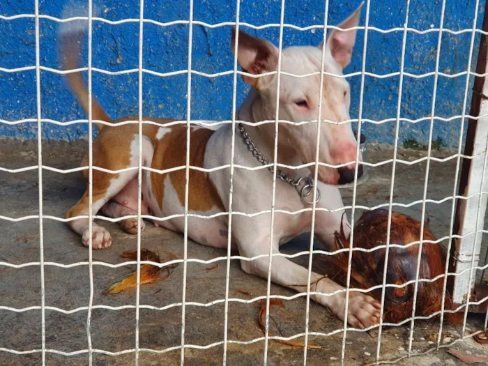 Cachorro raça Bull Terrier  idade 1 ano nome Atena 