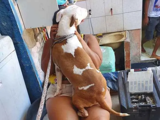 Cachorro raça Bull Terrier  idade 1 ano nome Atena 