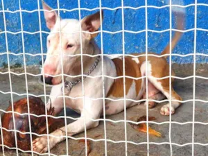 Cachorro raça Bull Terrier  idade 1 ano nome Atena 