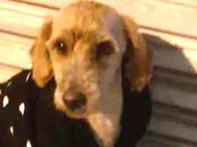 Cachorro ra a Sem raça definida  idade 2 a 6 meses nome Não Sei