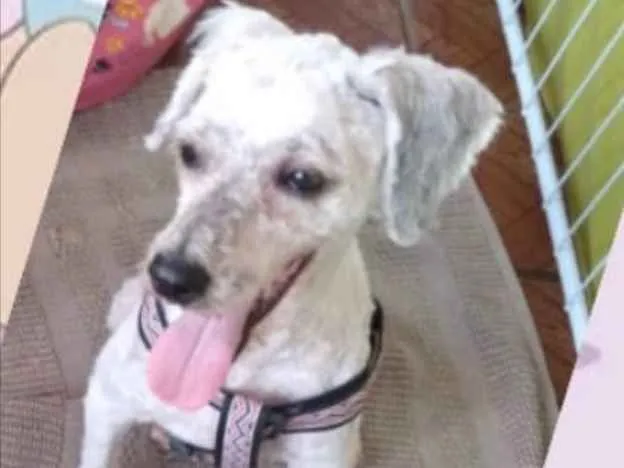 Cachorro ra a Poodle  idade 1 ano nome Sofia 