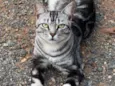 Félix 