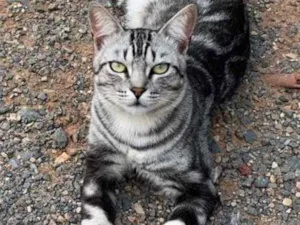 Gato raça SRD idade 7 a 11 meses nome Félix 