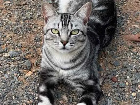 Gato ra a SRD idade 7 a 11 meses nome Félix 