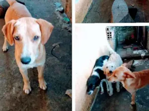 Cachorro raça Não definida idade 2 anos nome Chico