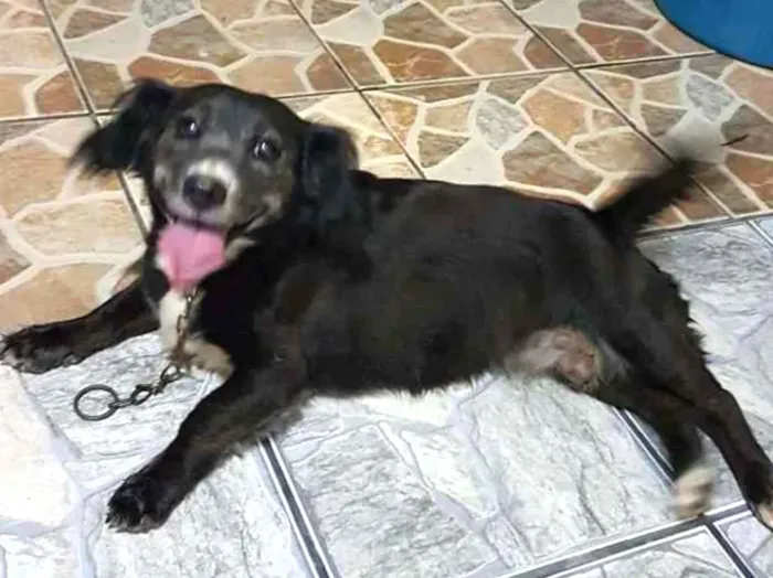 Cachorro ra a vira-lata idade 4 anos nome Cristina