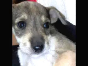 Cachorro raça Vira lata  idade Abaixo de 2 meses nome Lilica