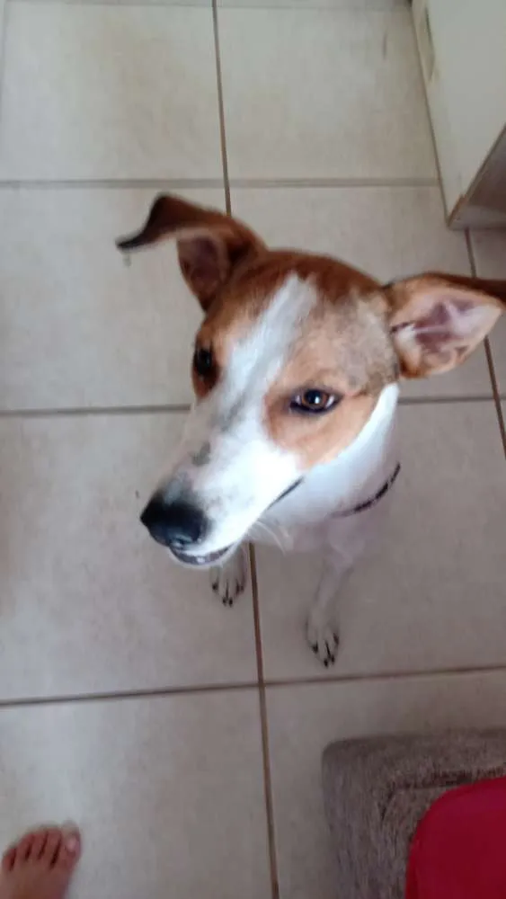 Cachorro ra a Srd idade 2 anos nome Pitanga