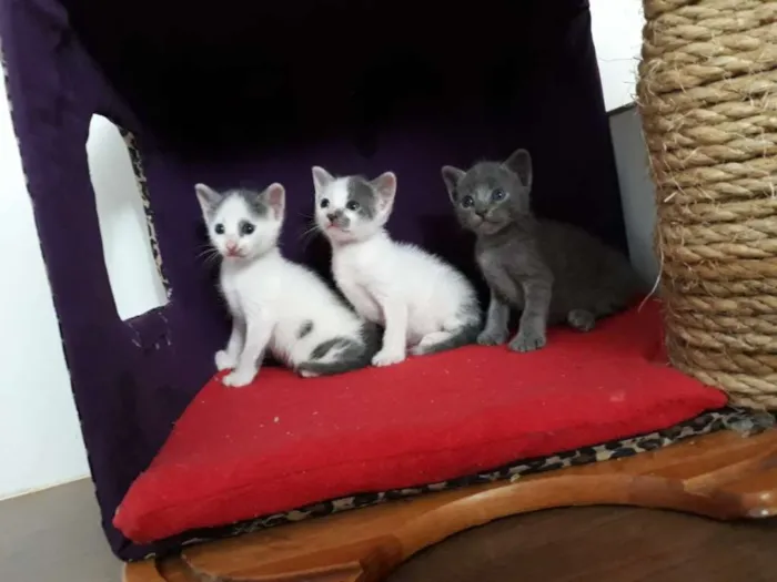 Gato raça  idade 2 a 6 meses nome Lili