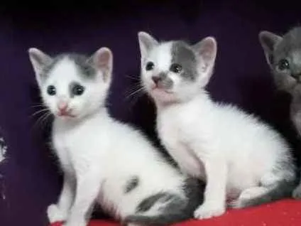 Gato raça  idade 2 a 6 meses nome Lili