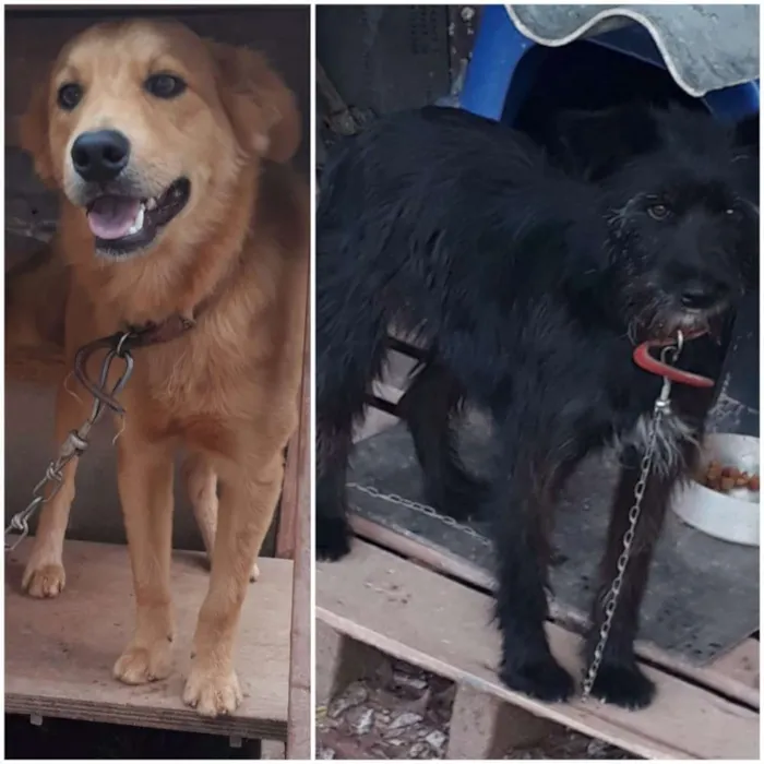 Cachorro ra a  idade 1 ano nome Ruqui e neguinha 