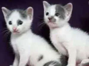 Gato raça  idade 2 a 6 meses nome Lili