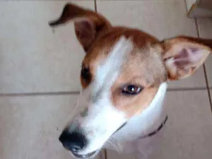 Cachorro raça Srd idade 2 anos nome Pitanga