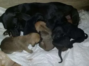 Cachorro raça Raca do amor  idade Abaixo de 2 meses nome Sem nome 