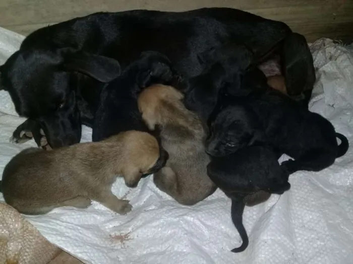 Cachorro ra a Raca do amor  idade Abaixo de 2 meses nome Sem nome 