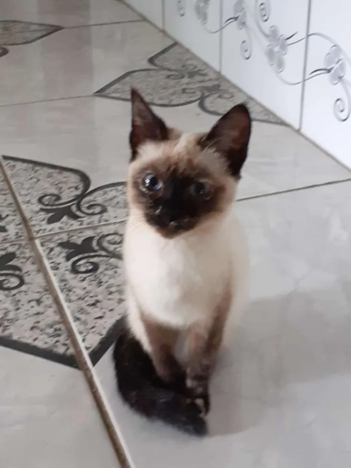 Gato ra a Não sei a raça  idade 2 a 6 meses nome Nina