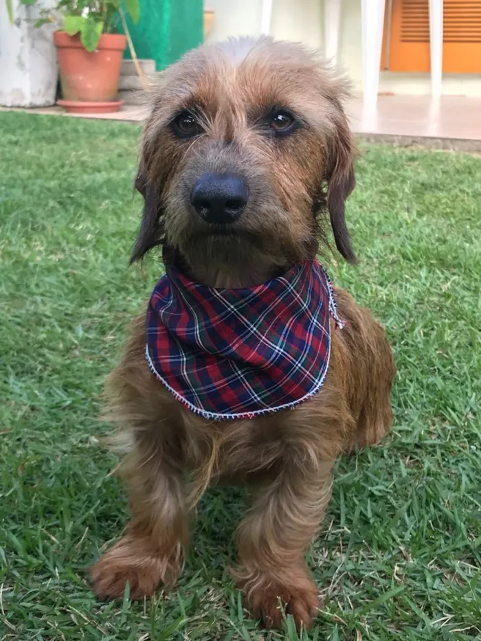 Cachorro ra a Sem raça definida  idade 1 ano nome Torresmo