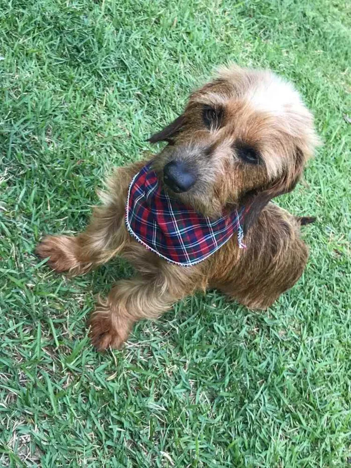 Cachorro ra a Sem raça definida  idade 1 ano nome Torresmo