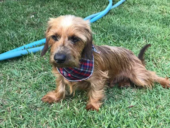 Cachorro ra a Sem raça definida  idade 1 ano nome Torresmo