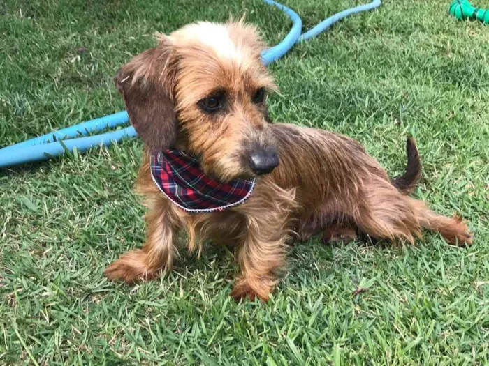 Cachorro ra a Sem raça definida  idade 1 ano nome Torresmo