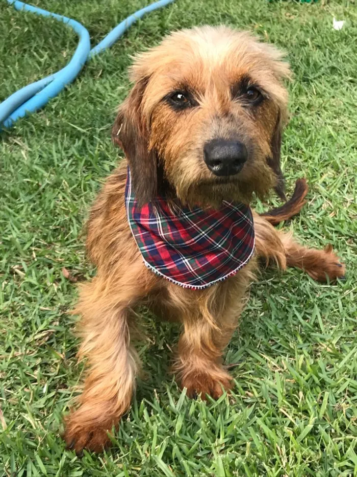 Cachorro ra a Sem raça definida  idade 1 ano nome Torresmo