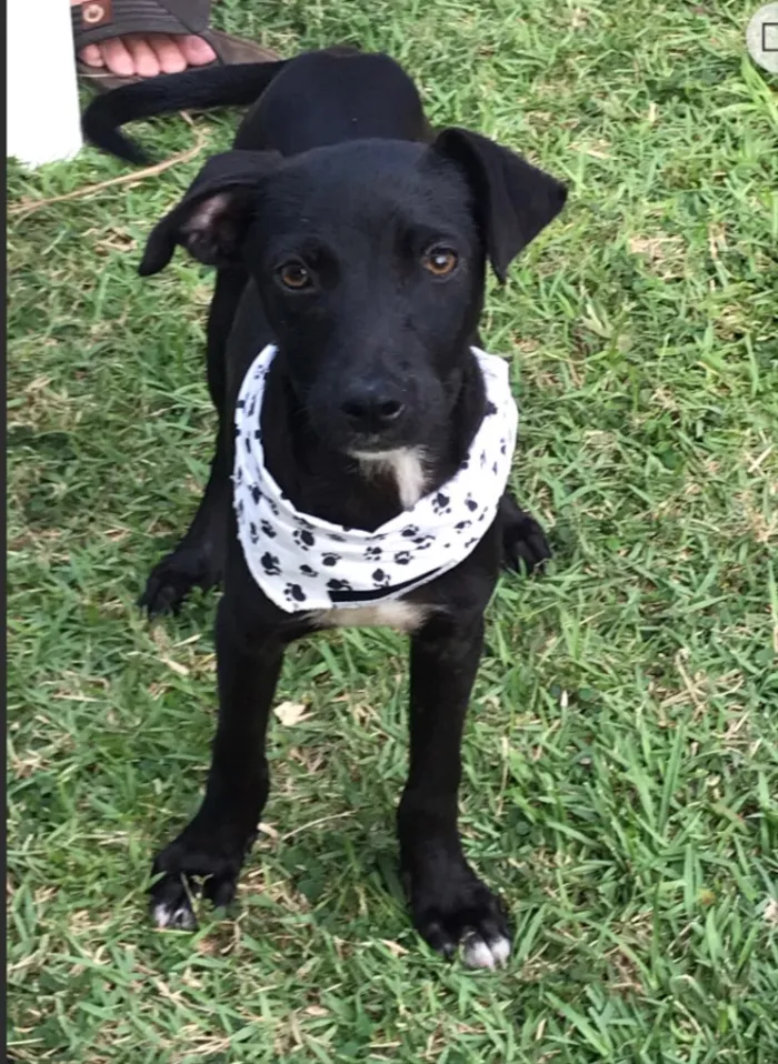 Cachorro ra a SEM RAÇA DEFINIDA  idade 2 a 6 meses nome FLECHA 