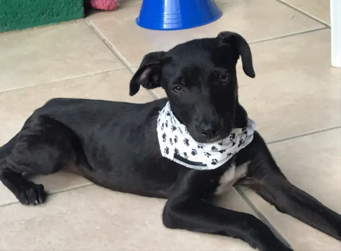 Cachorro ra a SEM RAÇA DEFINIDA  idade 2 a 6 meses nome FLECHA 