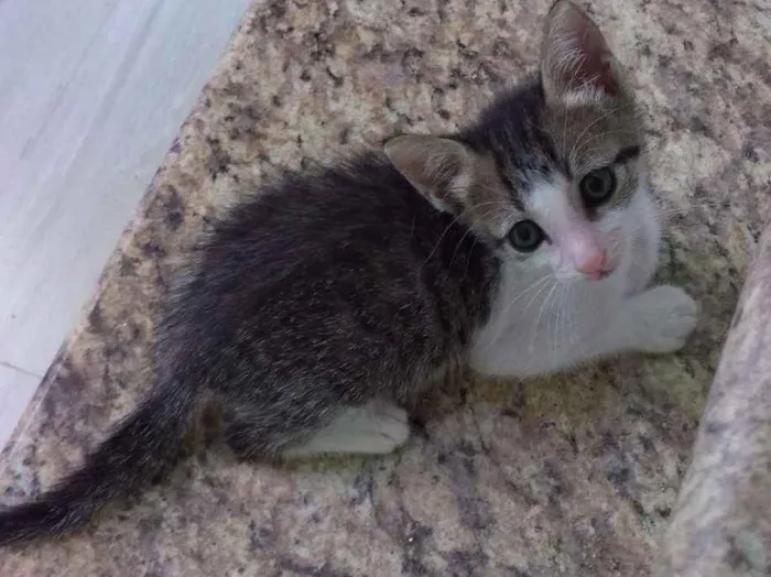 Gato ra a Srd idade Abaixo de 2 meses nome Donizete, Ritinha e Fernando