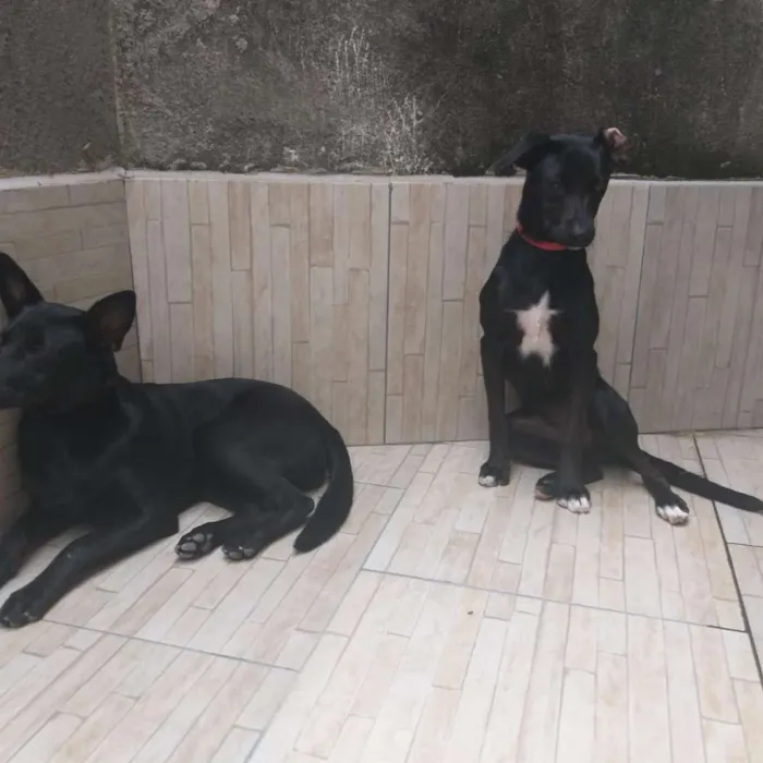 Cachorro ra a Srd idade 2 a 6 meses nome Pantera e Mel 