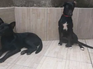 Cachorro raça Srd idade 2 a 6 meses nome Pantera e Mel 